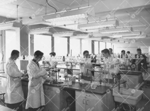 Työskentelyä uudessa kemian laboratoriossa v. 1954. (Kemian  laitos, III kerros, sali 313.)
